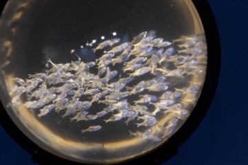 Симфония Ямала